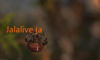 Jalalive jalalive jala live: Simfoni Kehidupan yang Bernapas Pelan
