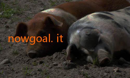 nowgoal. itd-Galoo Nowgoal: Menyatukan Semangat dan Pengalaman dalam Dunia Sepak Bola Digital